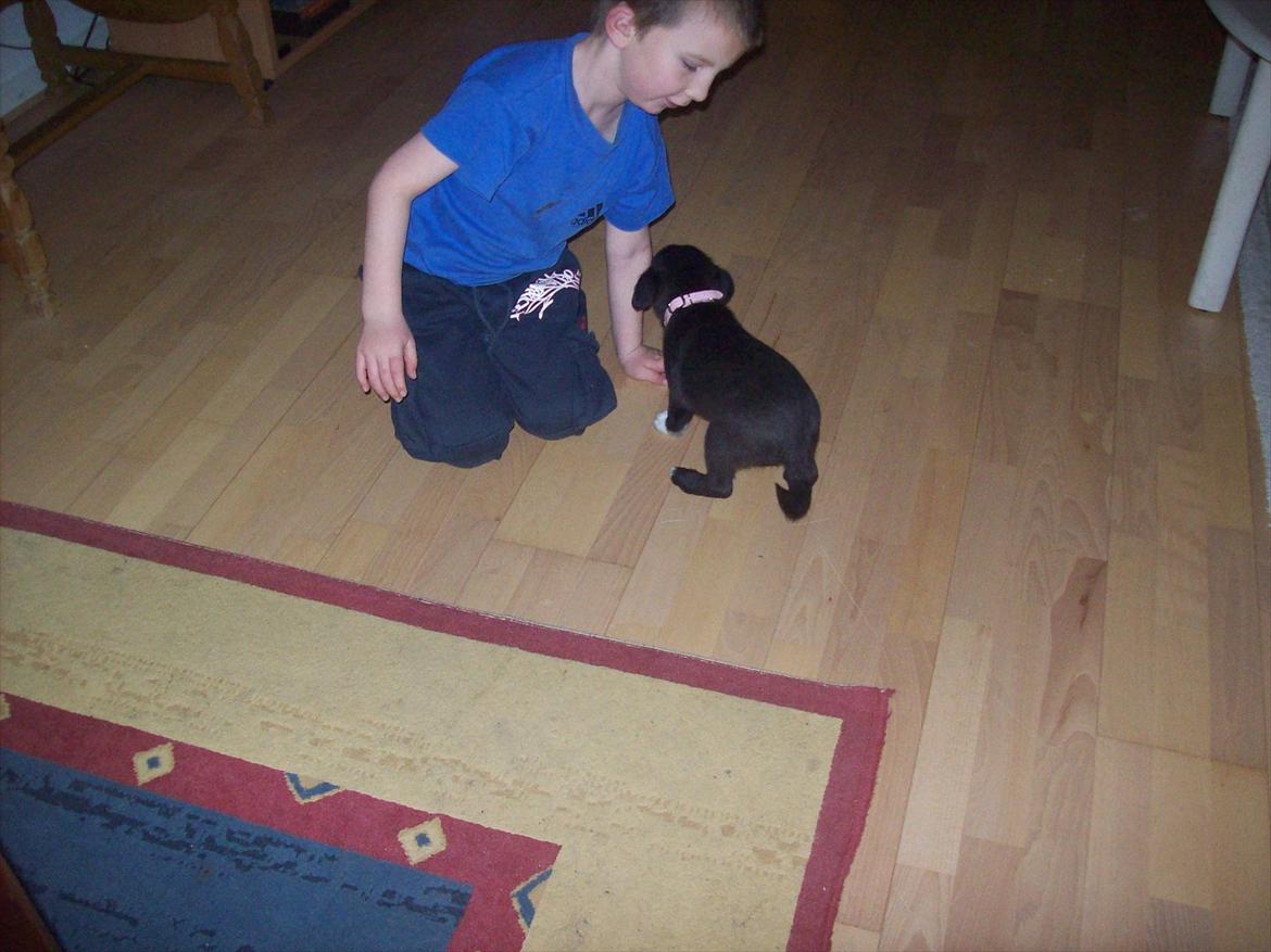 Blanding af racer freja - billede tage den 6/1-2012 billede 1