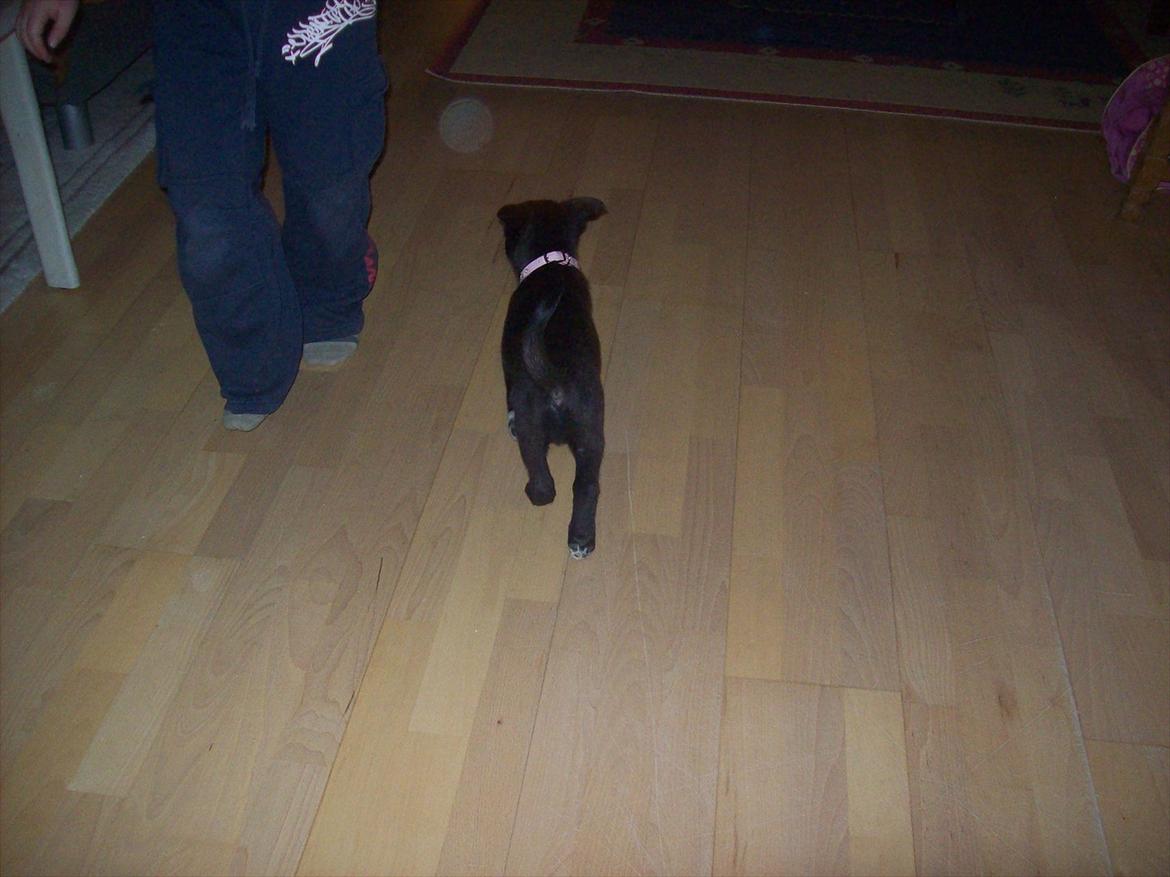 Blanding af racer freja - billede tage den 6/1-2012  billede 2