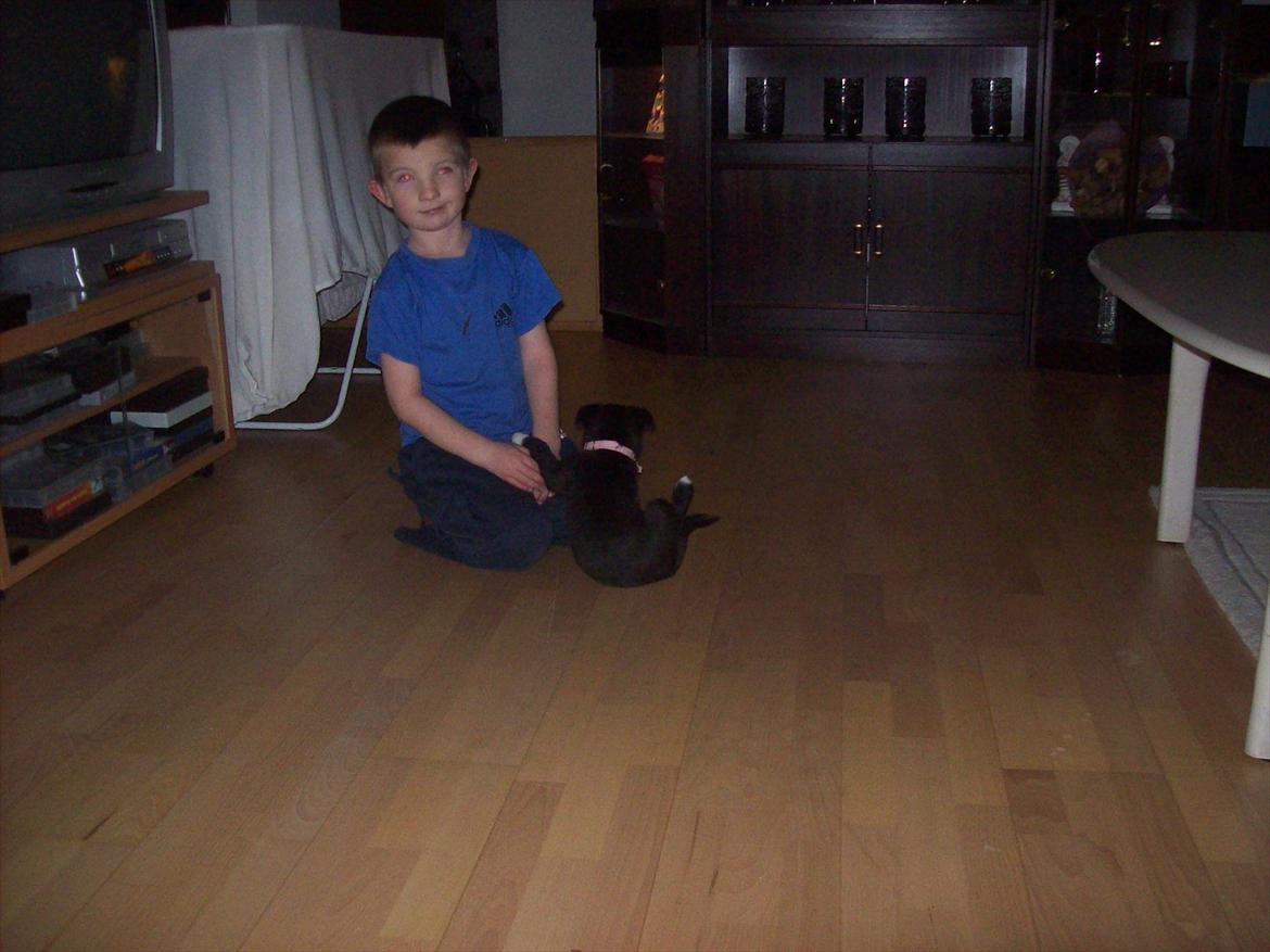 Blanding af racer freja - billede tage den 6/1-2012  billede 3