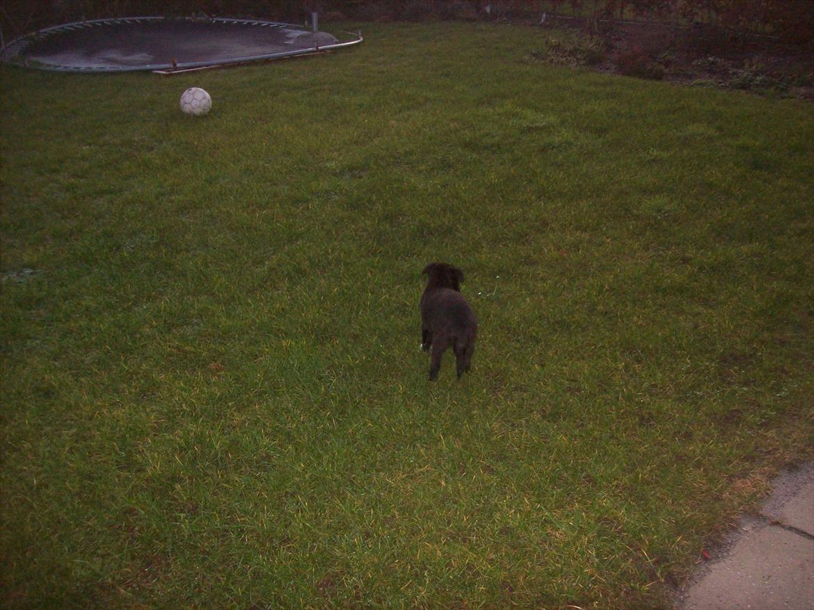 Blanding af racer freja - billede tage den 6/1-2012  billede 4