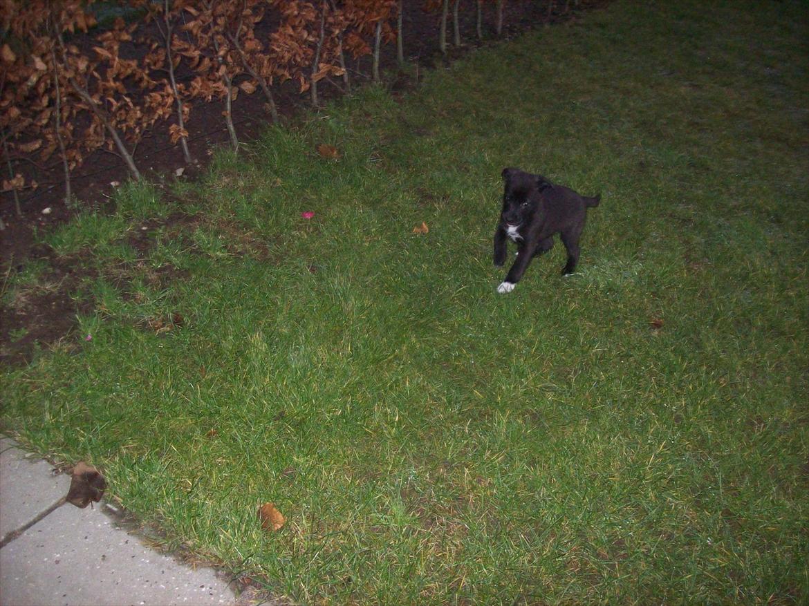 Blanding af racer freja - billede tage den 6/1-2012  billede 5