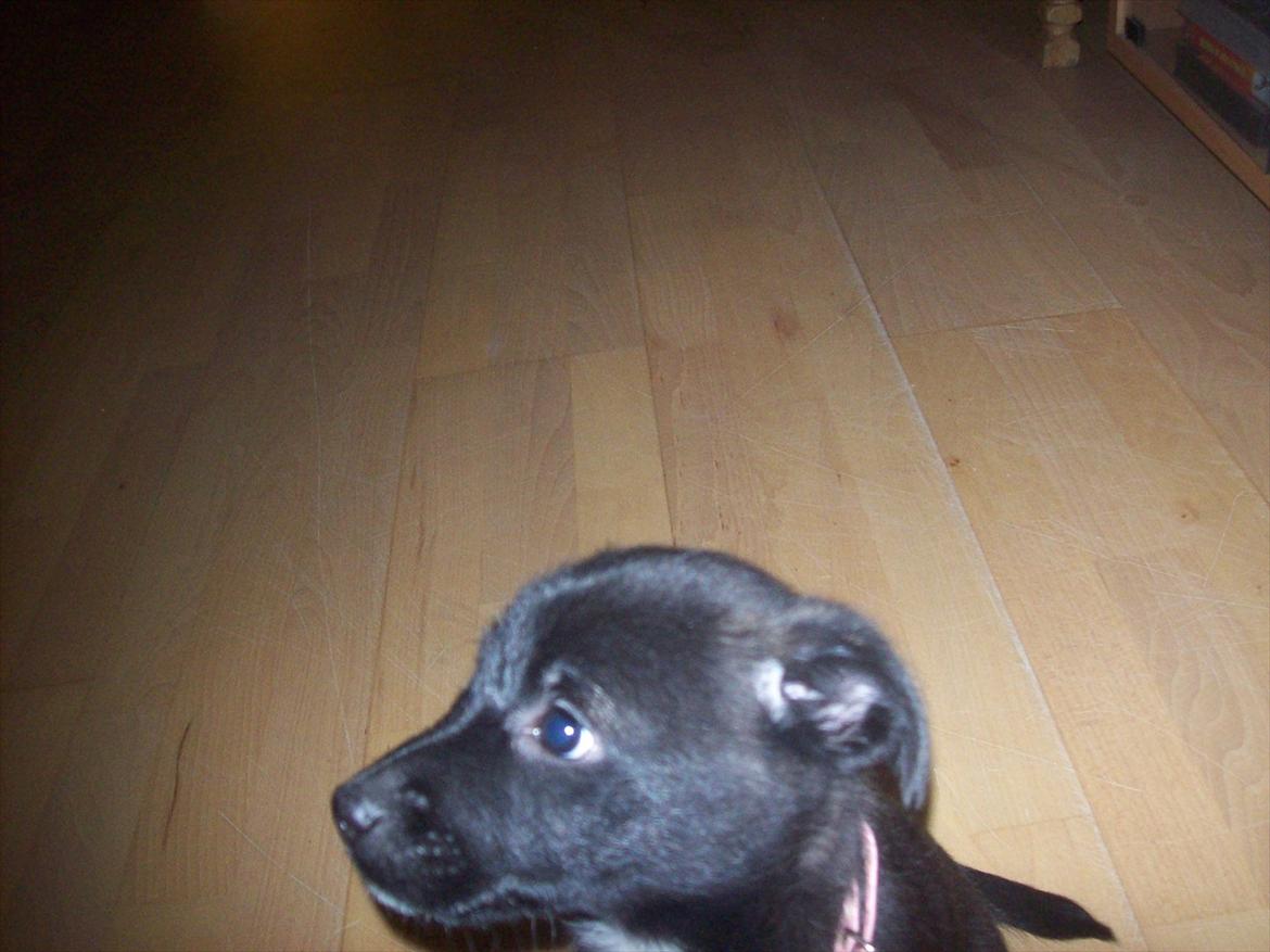 Blanding af racer freja - billede tage den 6/1-2012  billede 6