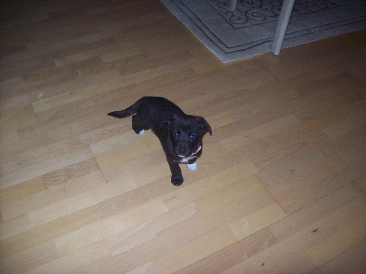 Blanding af racer freja - billede tage den 6/1-2012  billede 7