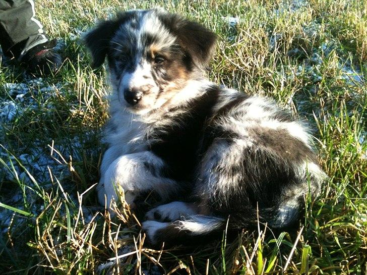 Australian shepherd Godrumgaard´s Jason - Smukke fyr billede 9