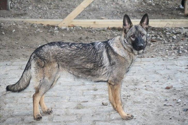 Schæferhund Zenta billede 6