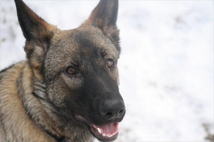 Schæferhund Zenta billede 7