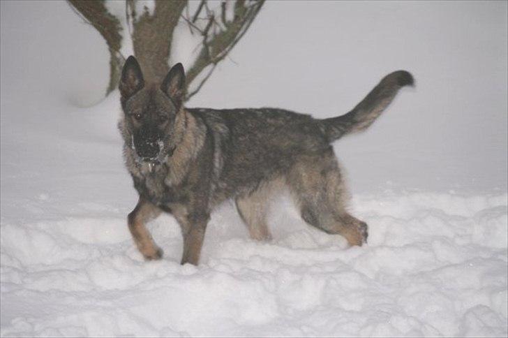 Schæferhund Zenta billede 8