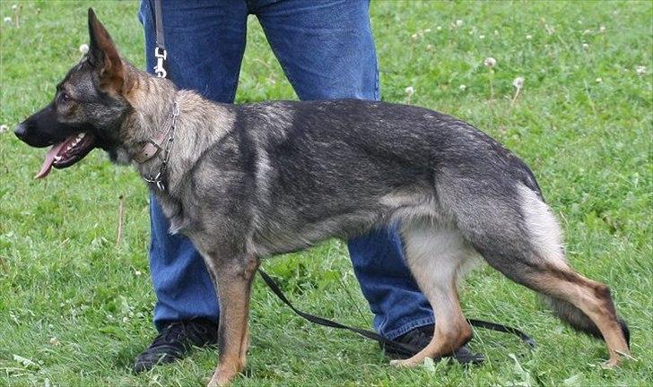 Schæferhund Zenta billede 9