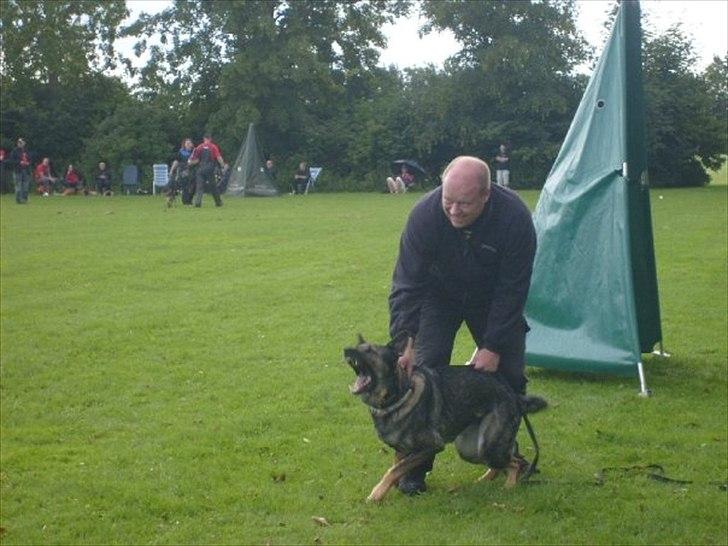 Schæferhund Nica - Træning :) billede 3