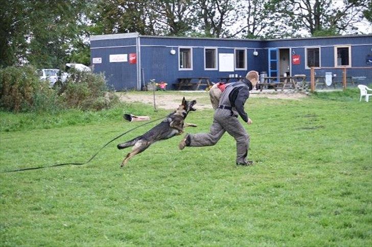 Schæferhund Nica - Træning :) billede 5