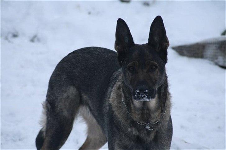 Schæferhund Nica - Fjoll i sneen <3 billede 6