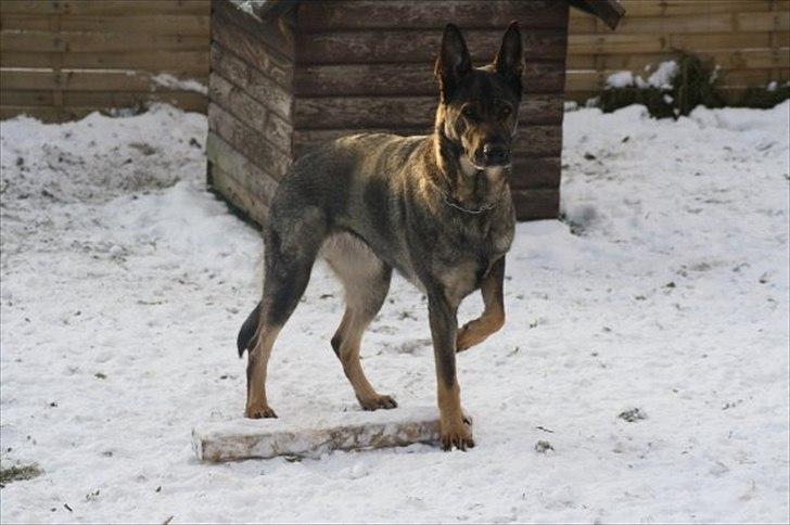 Schæferhund Nica - Min lækre prinsesse <3 billede 7