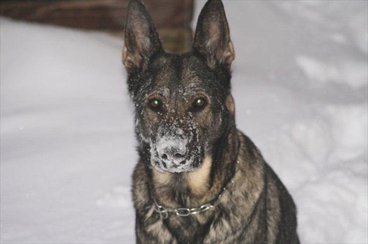 Schæferhund Nica - <3 billede 8