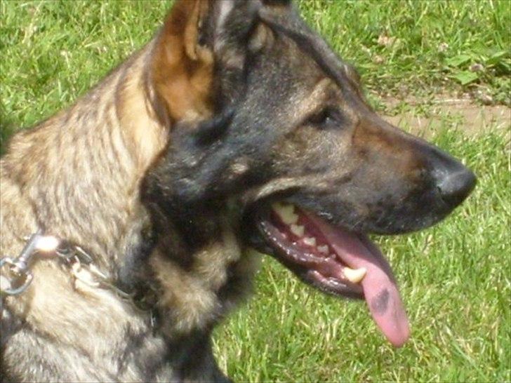 Schæferhund Nica - <3 billede 9