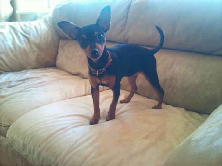 Blanding af racer Dværgpinscher/Prazsky Krysarik Fie - Dejlig lille frækkert :) billede 13