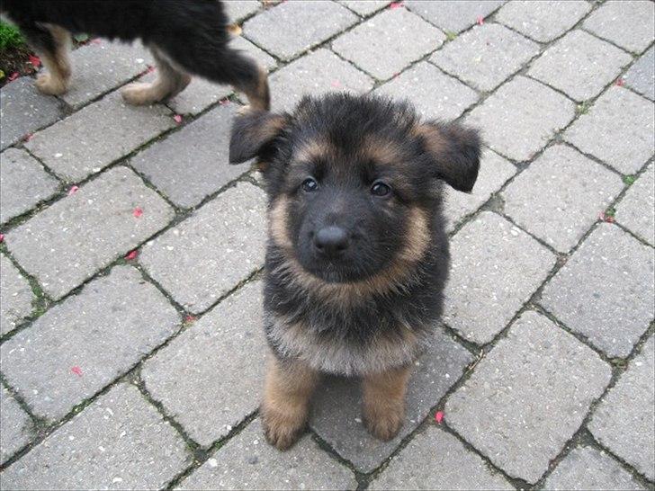 Schæferhund (langhåret)Egåen's Bosco<33 - Billede fra annoncen hvor vi så ham<'3 billede 19