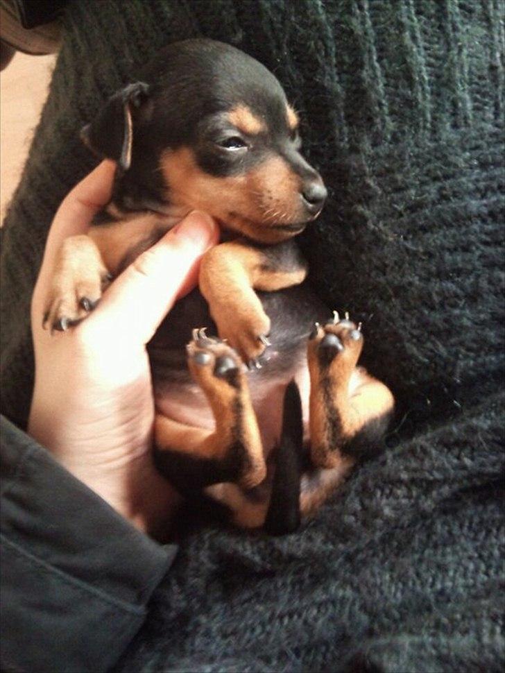 Blanding af racer Dværgpinscher/Prazsky Krysarik Fie - Ja ja, som baby var hun en lille tyk en.. Og det har vist ikke ændret sig endnu.. hehe billede 7