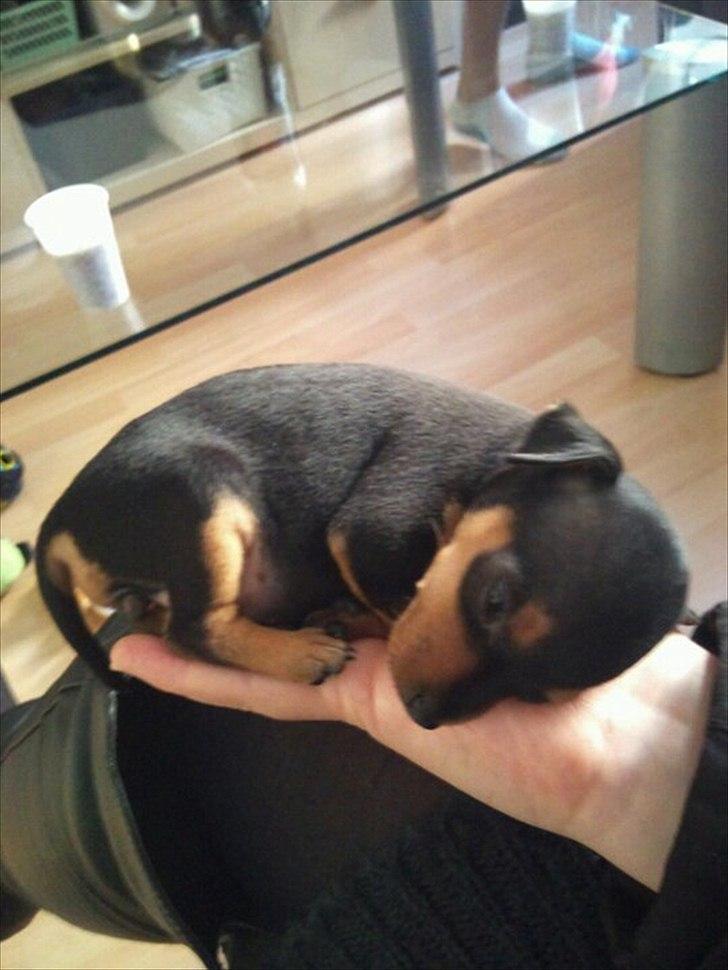 Blanding af racer Dværgpinscher/Prazsky Krysarik Fie - Lille 5 uger gammel "håndhund" billede 6