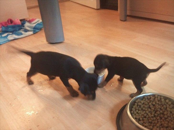 Blanding af racer Dværgpinscher/Prazsky Krysarik Fie - Her står Fie og nyder lidt koldt vand sammen med sin tvillingebror Luie :) billede 8