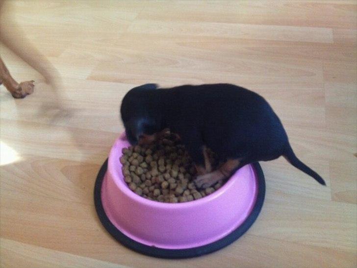 Blanding af racer Dværgpinscher/Prazsky Krysarik Fie - Det er således der spises når man er 5 uger gammel.. billede 9