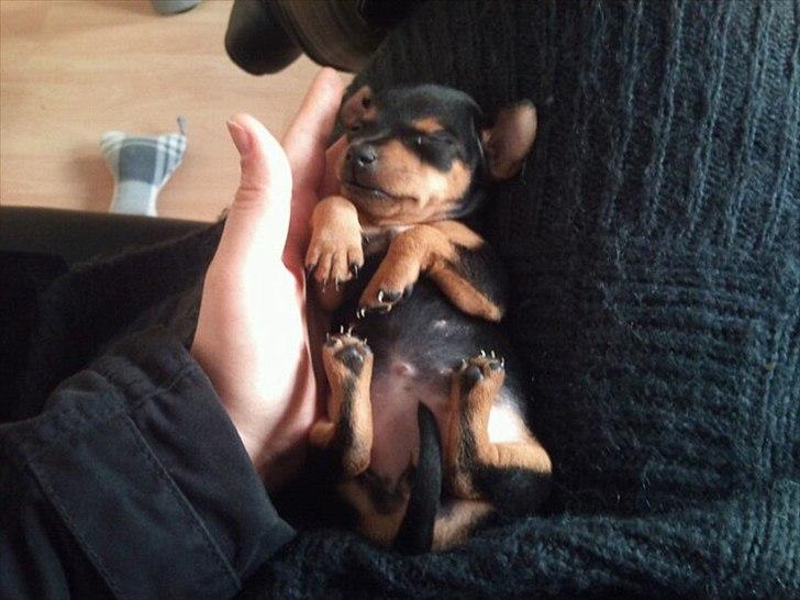 Blanding af racer Dværgpinscher/Prazsky Krysarik Fie - Her er hun ca. 5 uger gammel billede 10