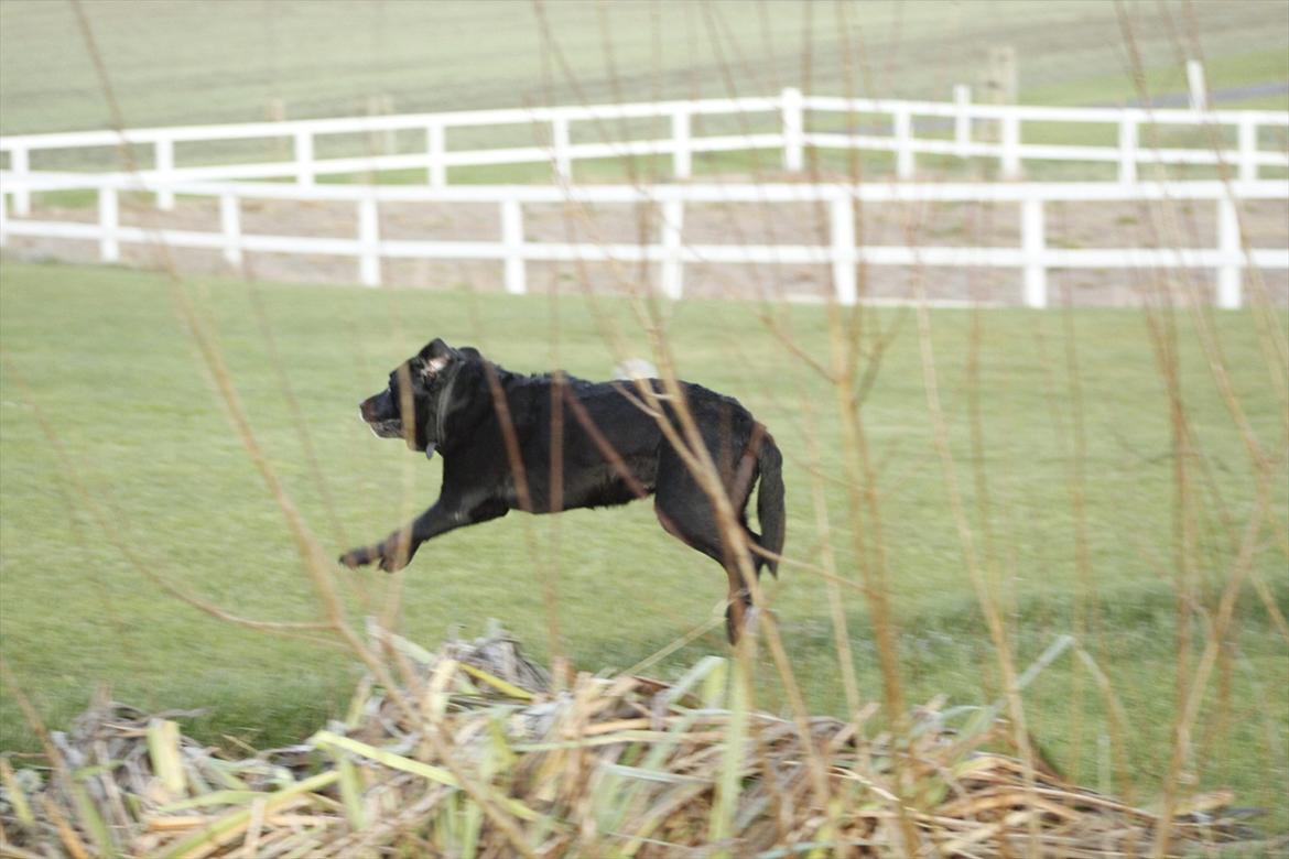 Labrador retriever Rosa - Fuld fart over åen :D billede 17