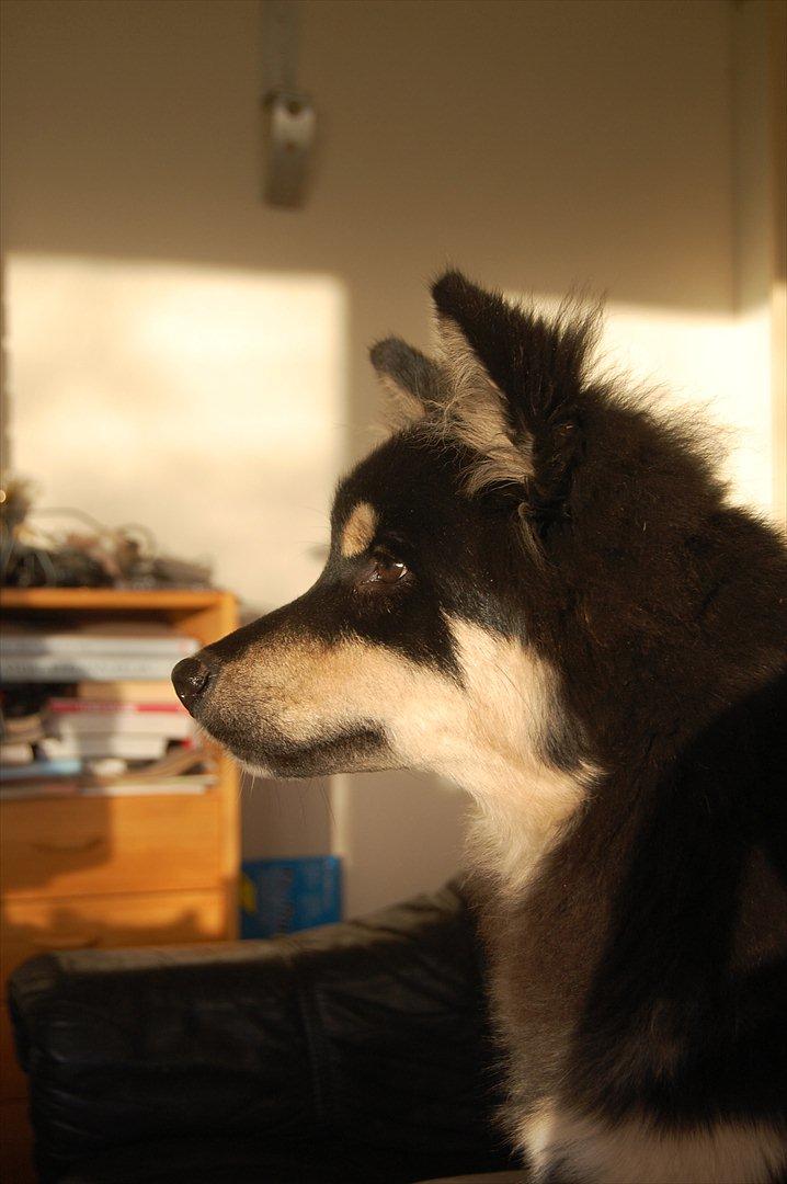 Finsk lapphund Piratos - Piratos <3 Han kaprede vores hjerter! :) billede 1