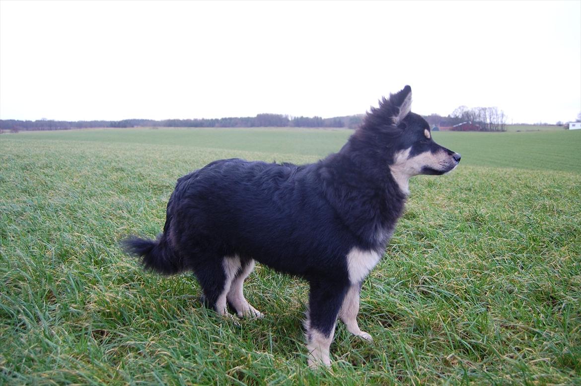 Finsk lapphund Piratos - Piraten overskuer markerne på den sidste tur hos os :) billede 2