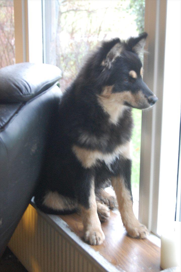 Finsk lapphund Piratos - Holder øje med marken, fra sin plads i vindueskarmen! :) Den sidste dag hos os :/ billede 3