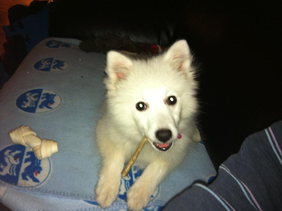 Japansk spids Søs - 16 uger, bliver mere og mere fræk (: billede 1