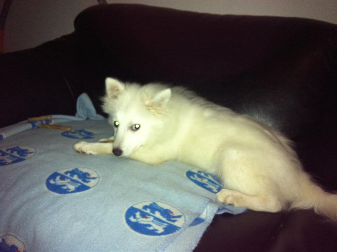 Japansk spids Søs billede 2