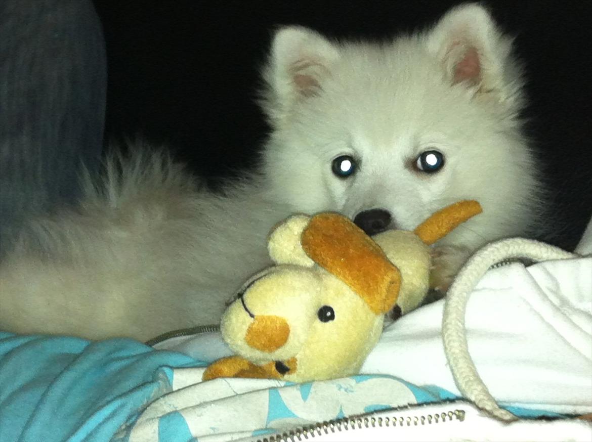 Japansk spids Søs - 13 uger :) billede 3