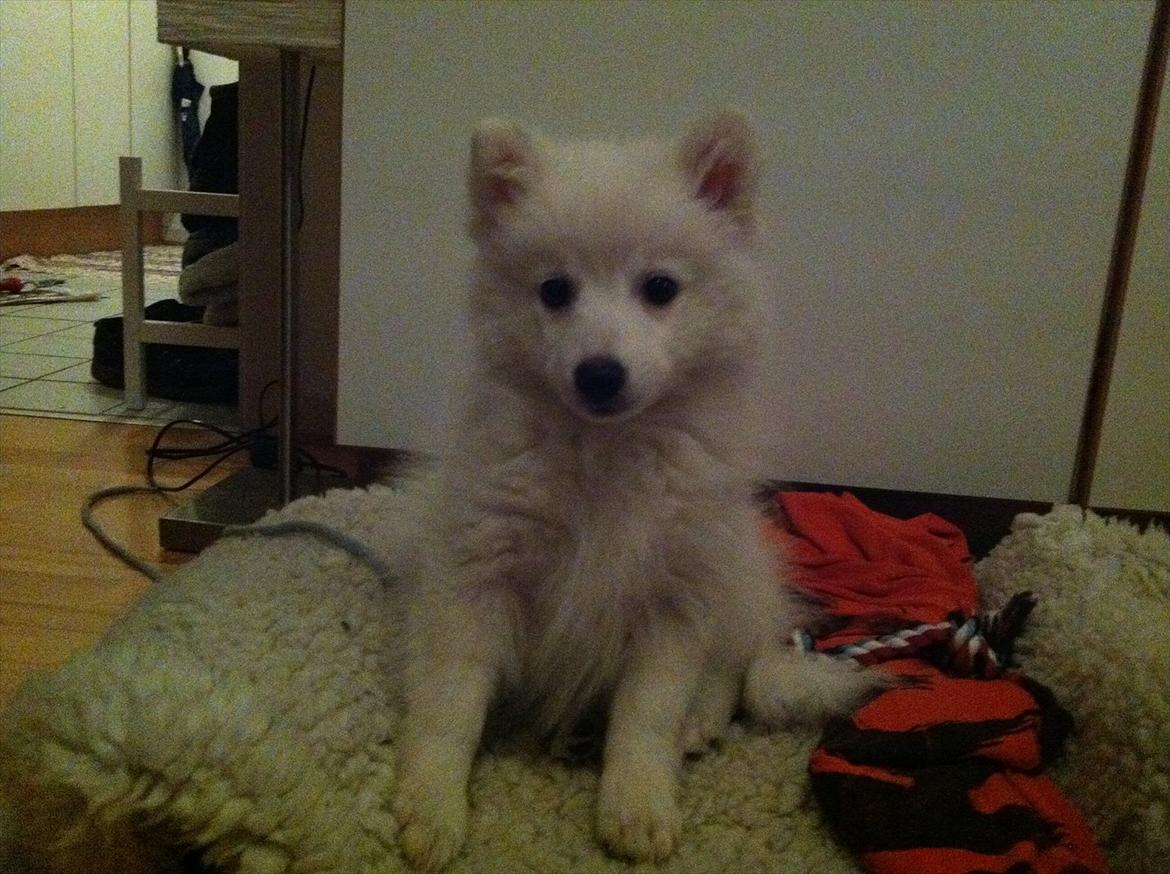 Japansk spids Søs - Få dage efter, i hendes nye hjem. 11 uger. billede 4