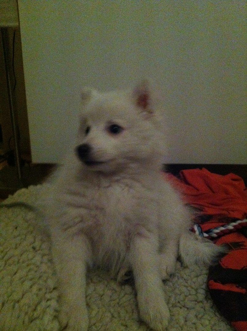 Japansk spids Søs - Få dage efter, i hendes nye hjem. 11 uger. billede 5