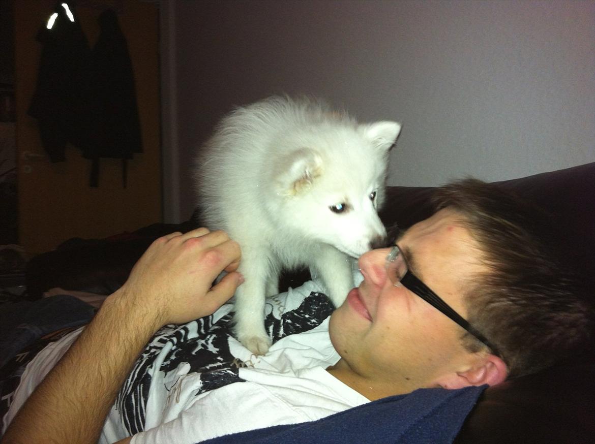 Japansk spids Søs - En drillepind er hun også :) 13 uger. billede 6