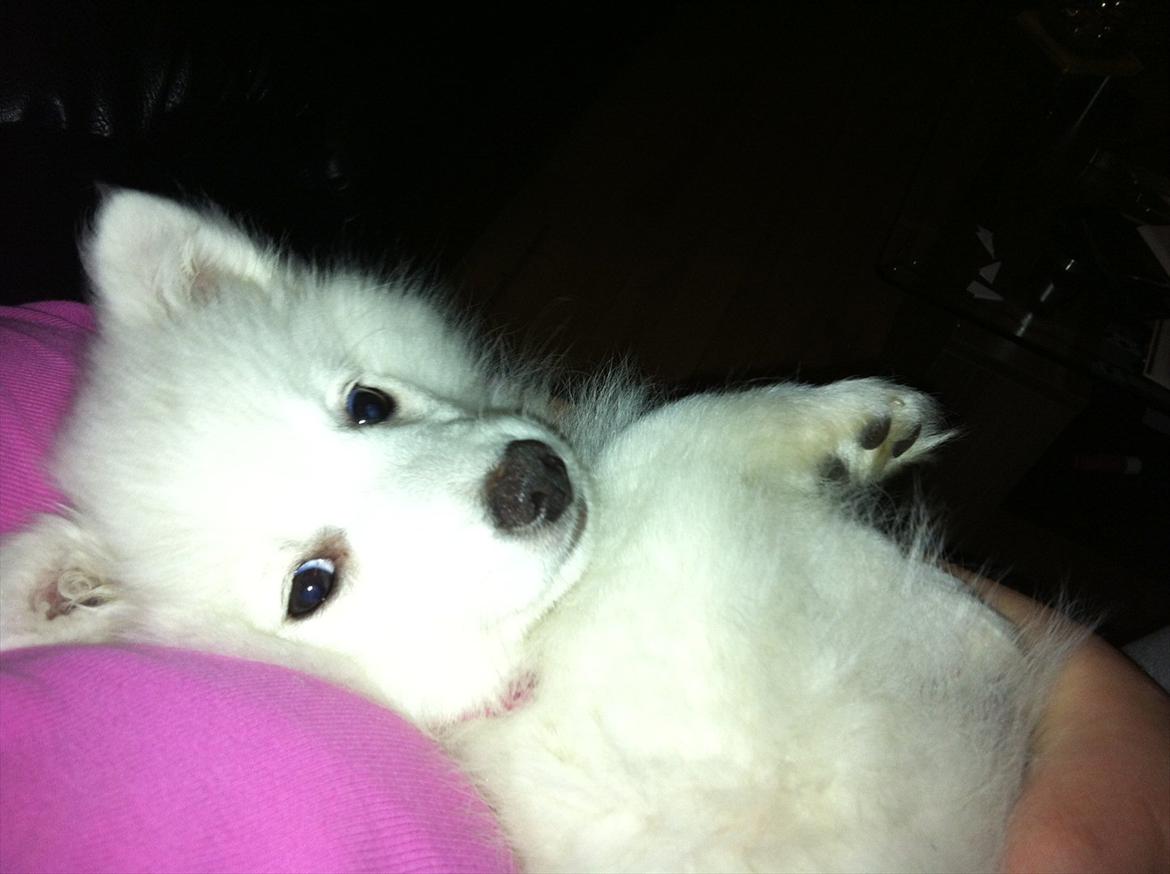 Japansk spids Søs - Søs 12 uger.  billede 7