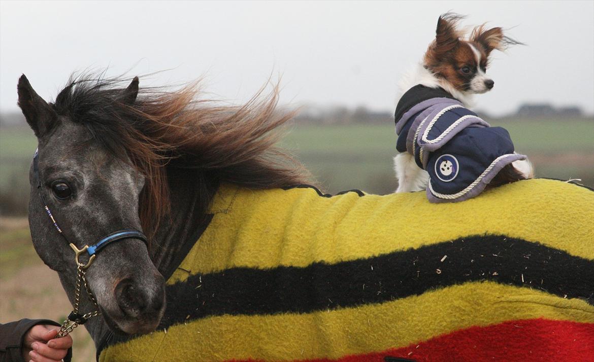 Papillon NA's Molly - Molly og Nelly (som desværre er blevet aflivet), to flotte piger! Nov 2011 billede 17