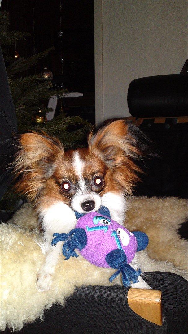 Papillon NA's Molly - Molly og ynglingsbamsen :) 6. jan. 2012 billede 18