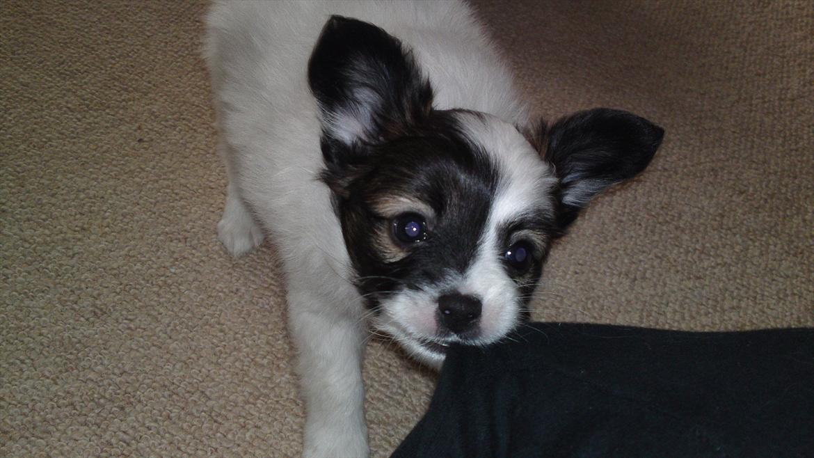 Papillon Axa's Andi Junior billede 9