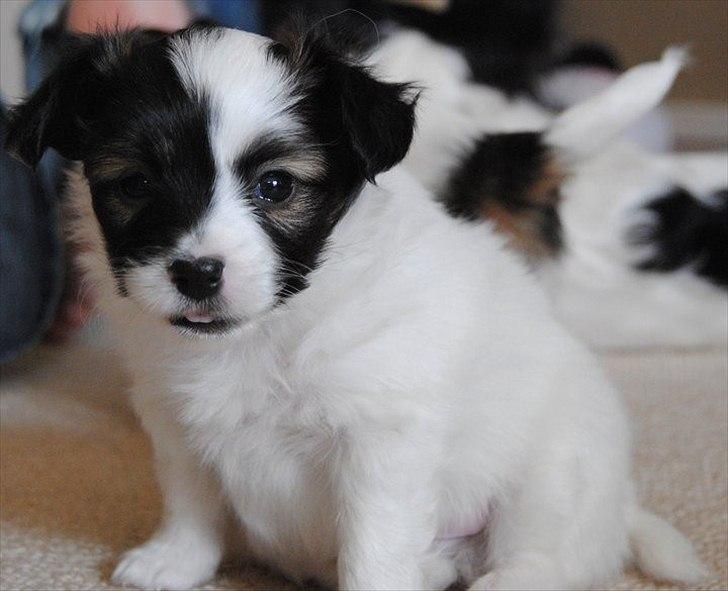Papillon Axa's Andi Junior billede 8