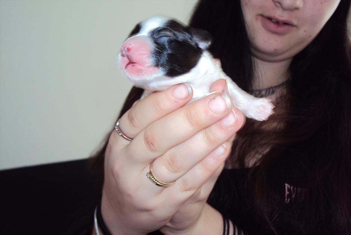 Papillon Axa's Andi Junior - 2daqe gammel billede 4