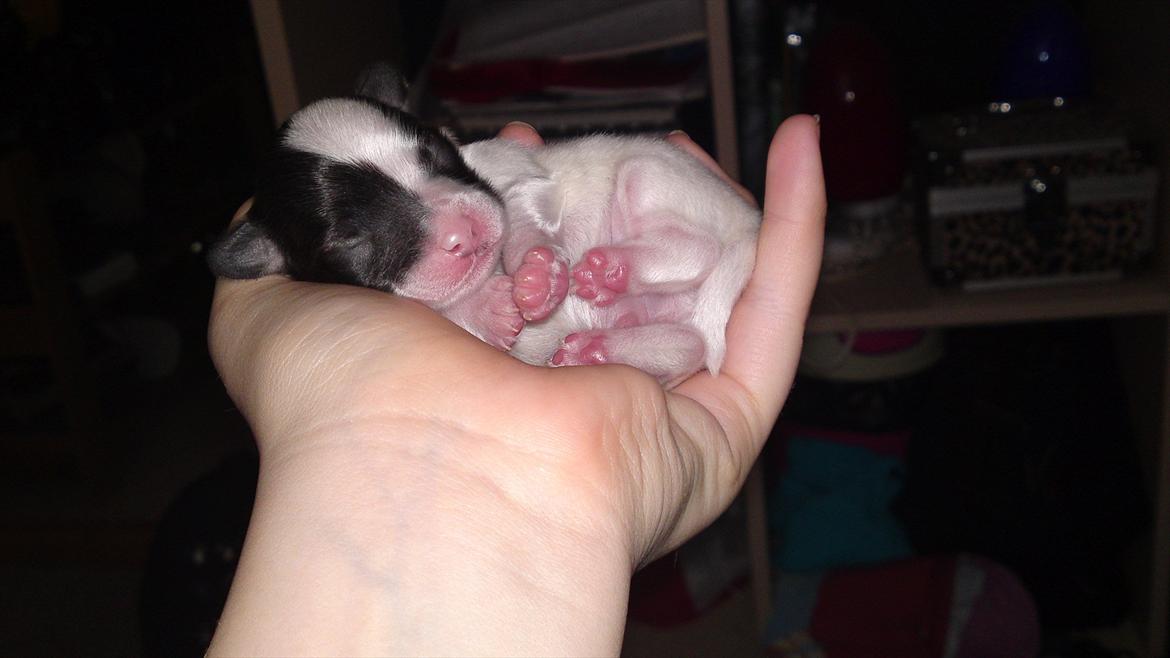 Papillon Axa's Andi Junior - 1daq gammel billede 2