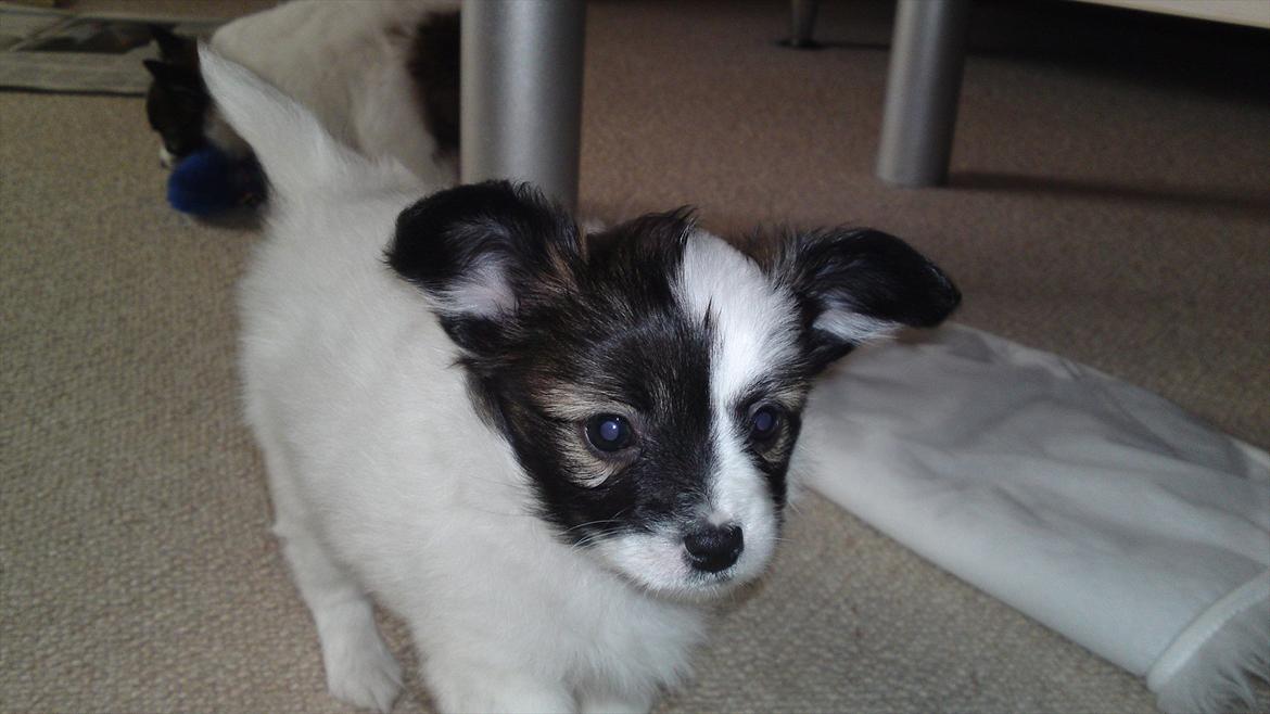 Papillon Axa's Andi Junior billede 10