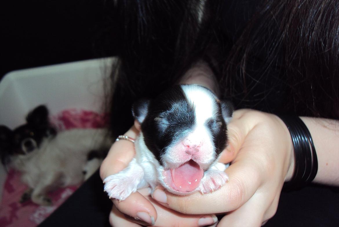 Papillon Axa's Andi Junior - 2daqe gammel billede 3