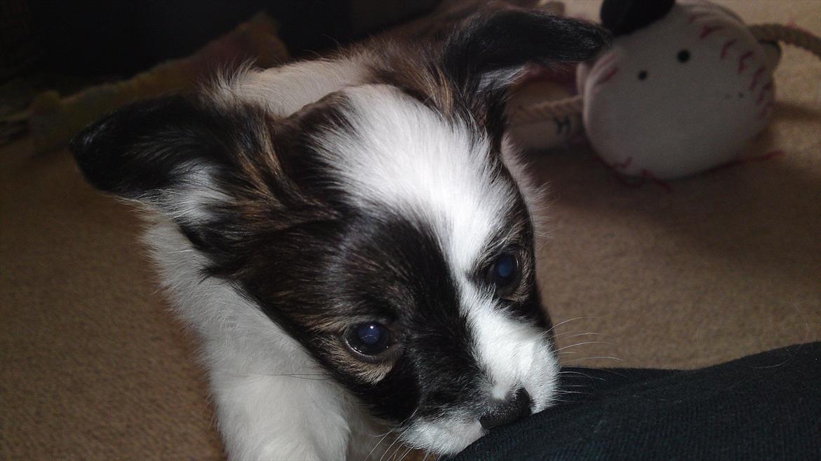 Papillon Axa's Andi Junior billede 13