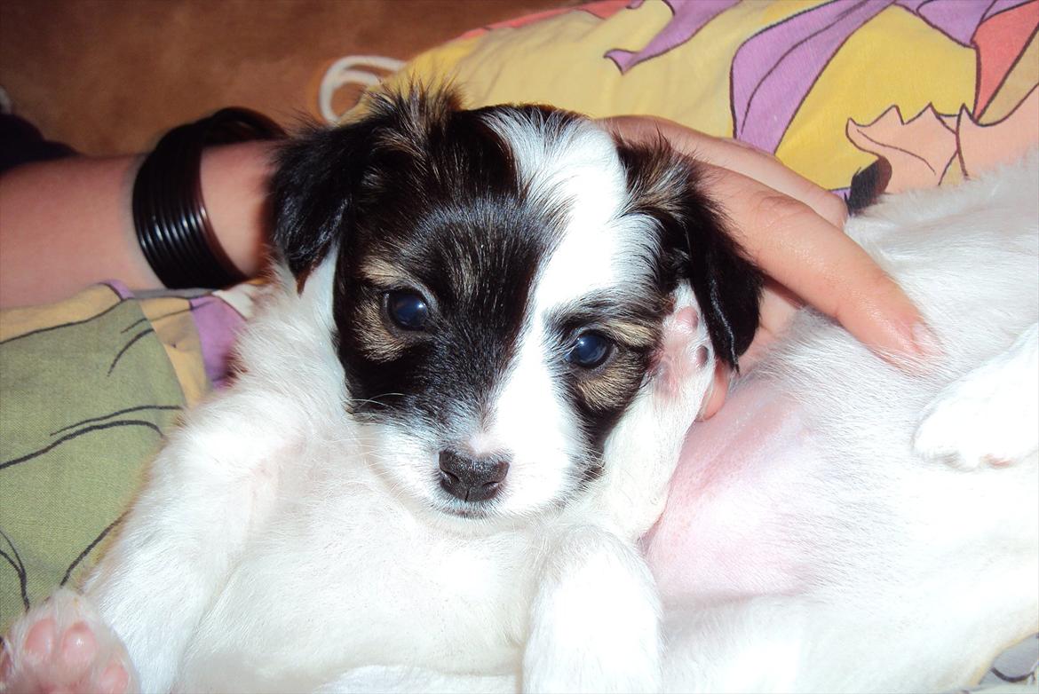 Papillon Axa's Andi Junior billede 6