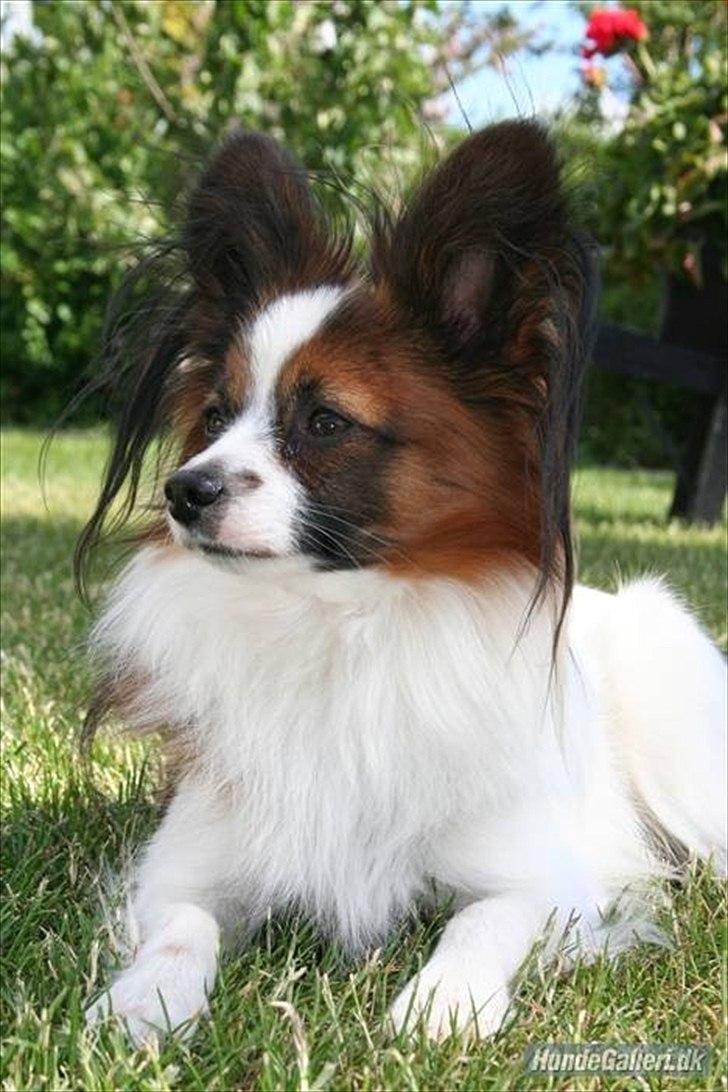 Papillon Axa's Andi Junior - Far billede 16