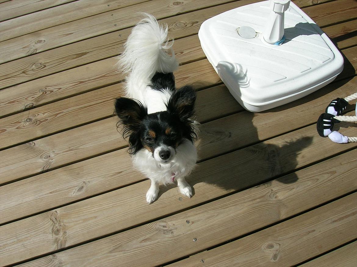 Papillon Axa's Andi Junior - Mor billede 17