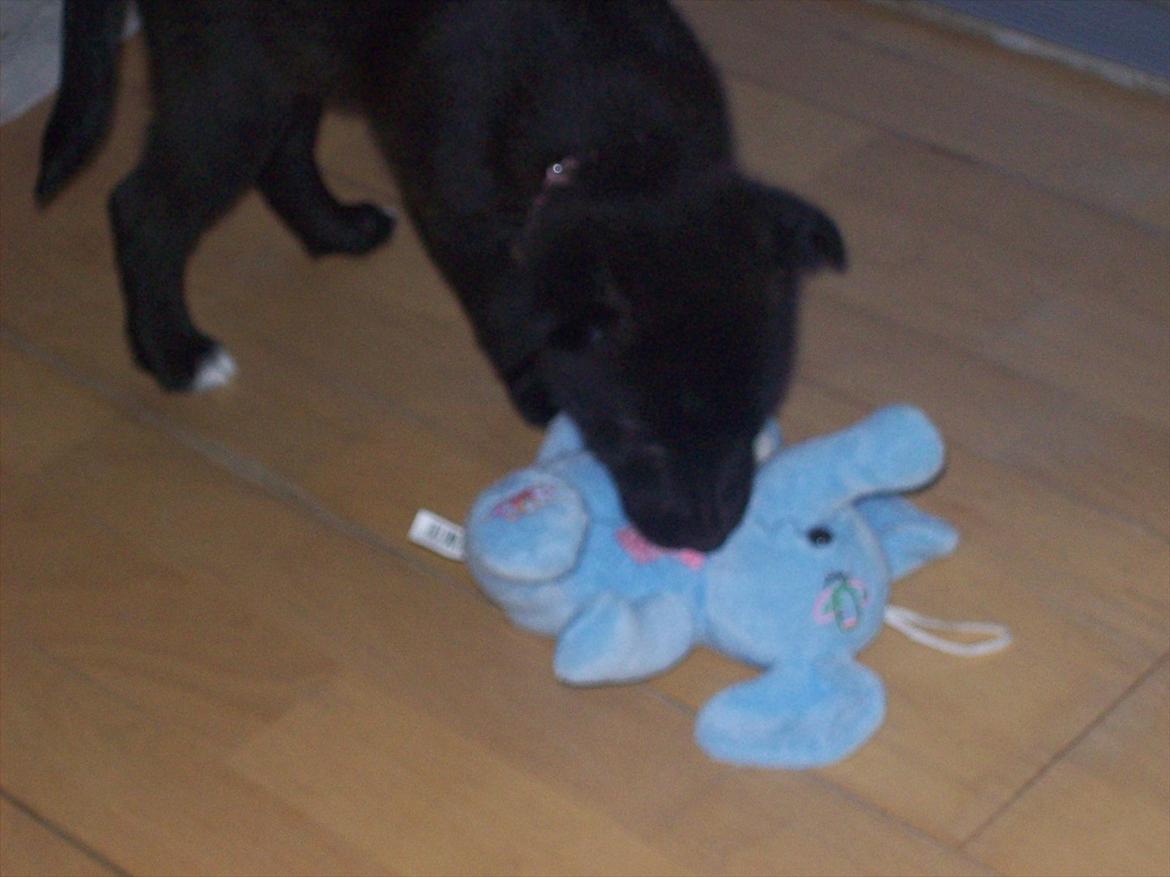 Blanding af racer freja - billede tage den 7/1-2012  billede 8