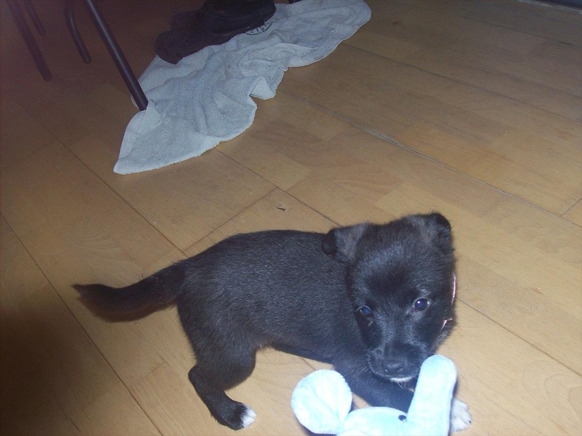 Blanding af racer freja - billede tage den 7/1-2012  billede 9